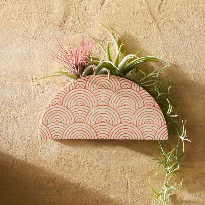 air plant wall vase Mod Curves Dome Wall Vase Planter – stacy wong