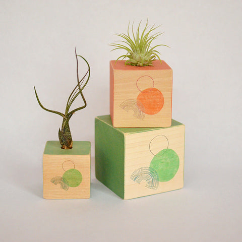 Air Plant Cube Rainbow