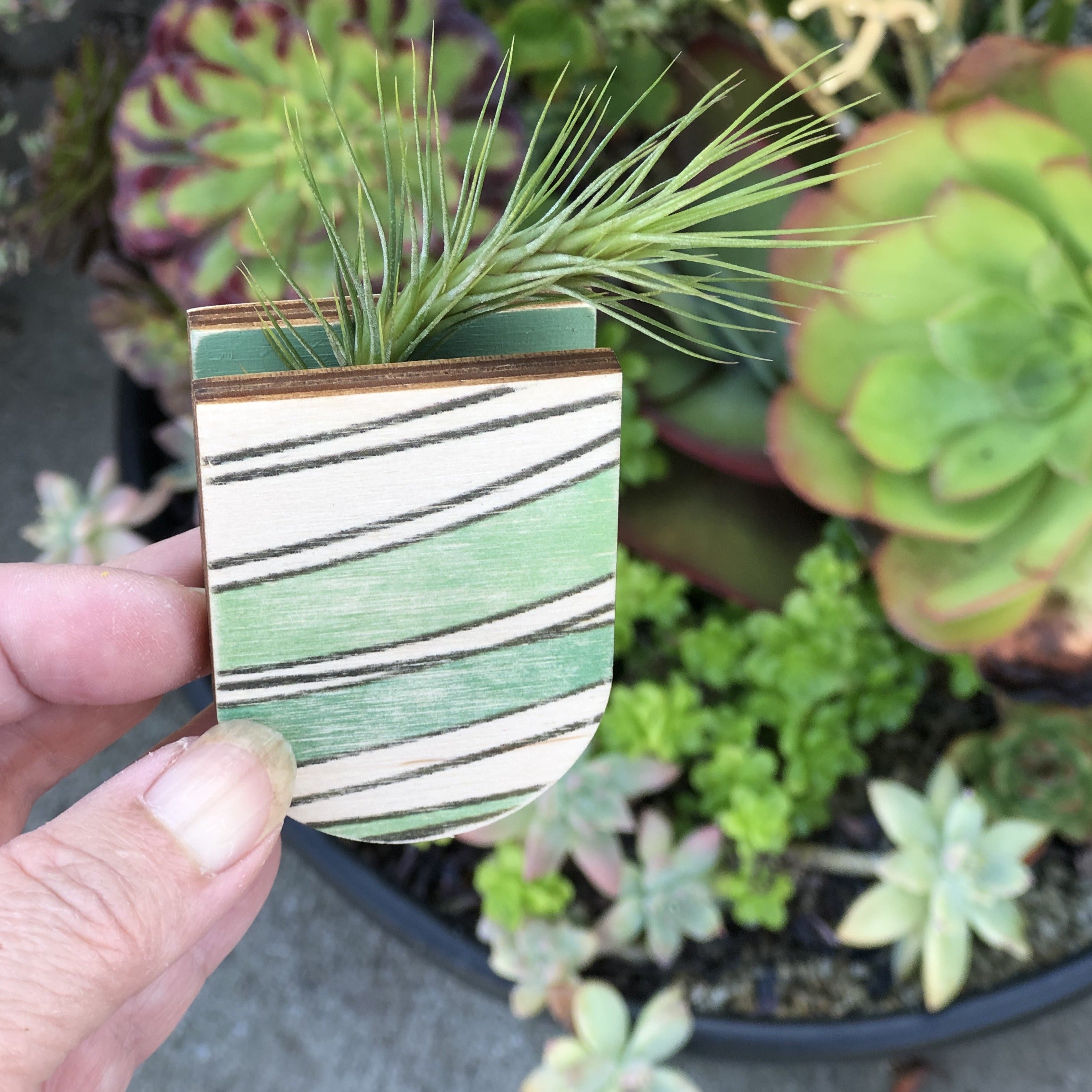 magnetic succulent pot Mini Magnetic Planter Pot – stacy wong