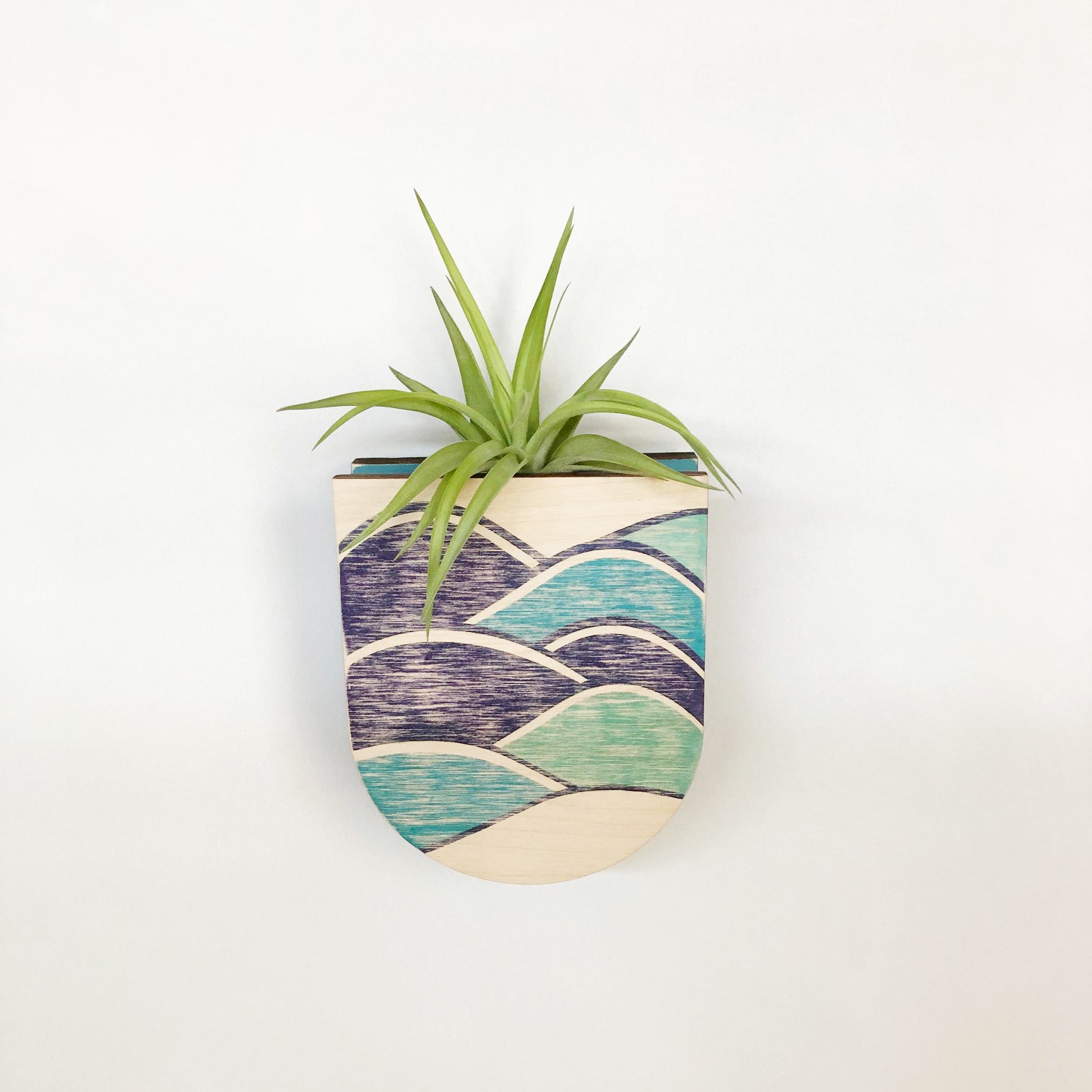 wall planters for air plants Air Plant – stacy wong