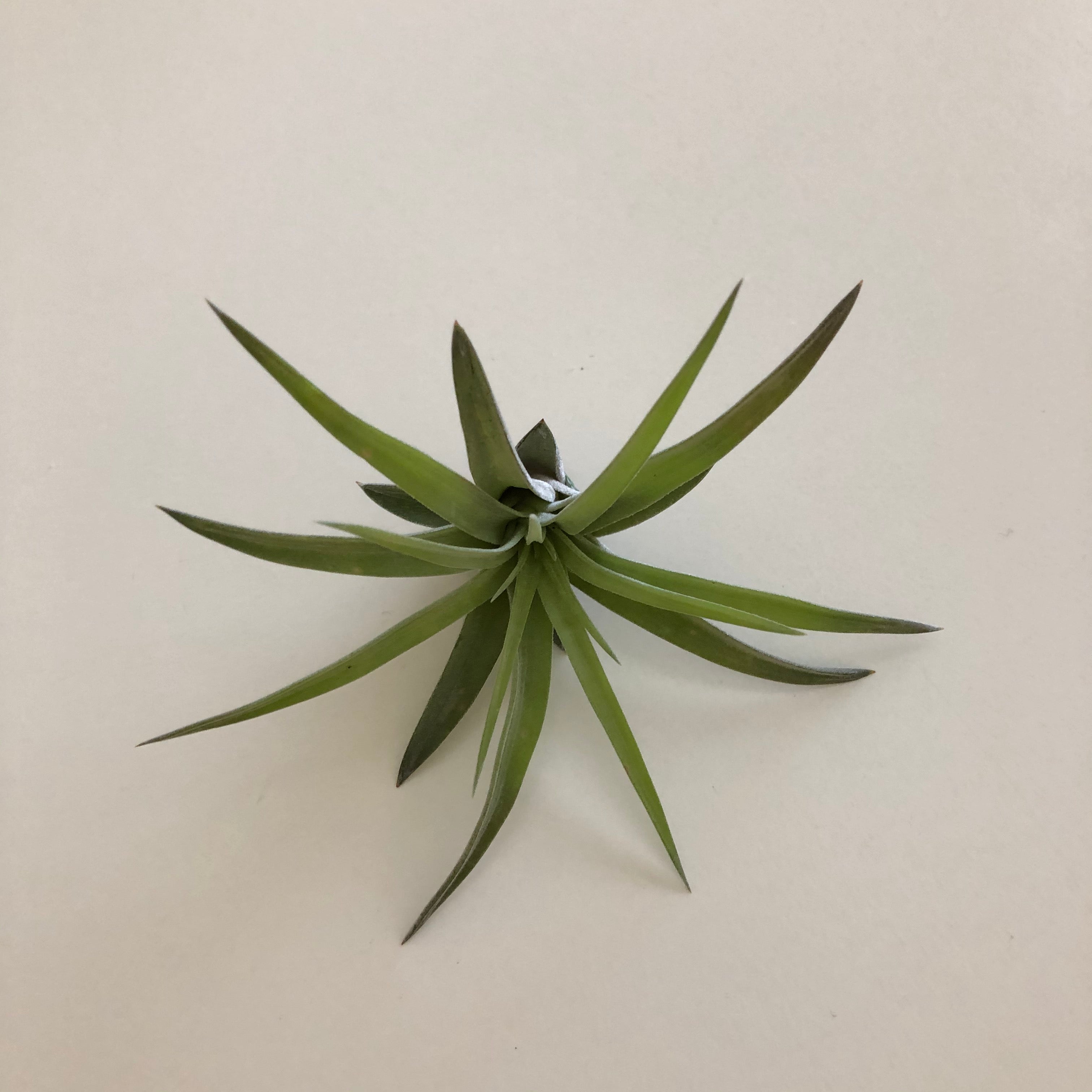 velutina air plant Air Plant – stacy wong
