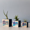 Air Plant Cube Waves